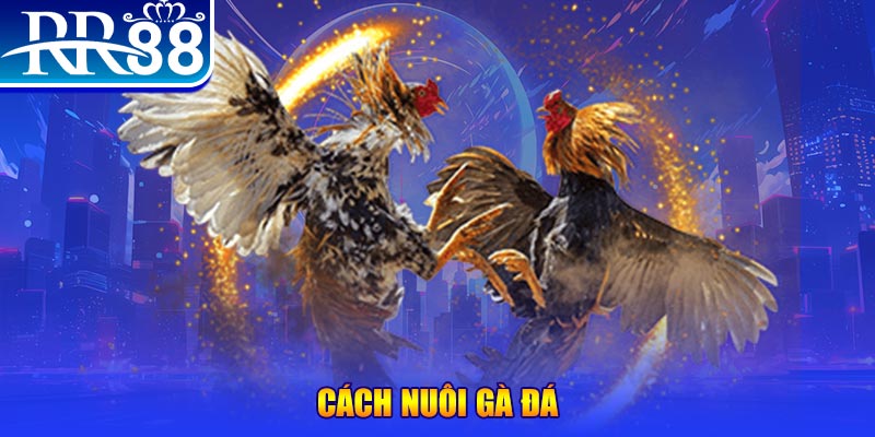 good888 đăng nhập phỏm đổi thưởng